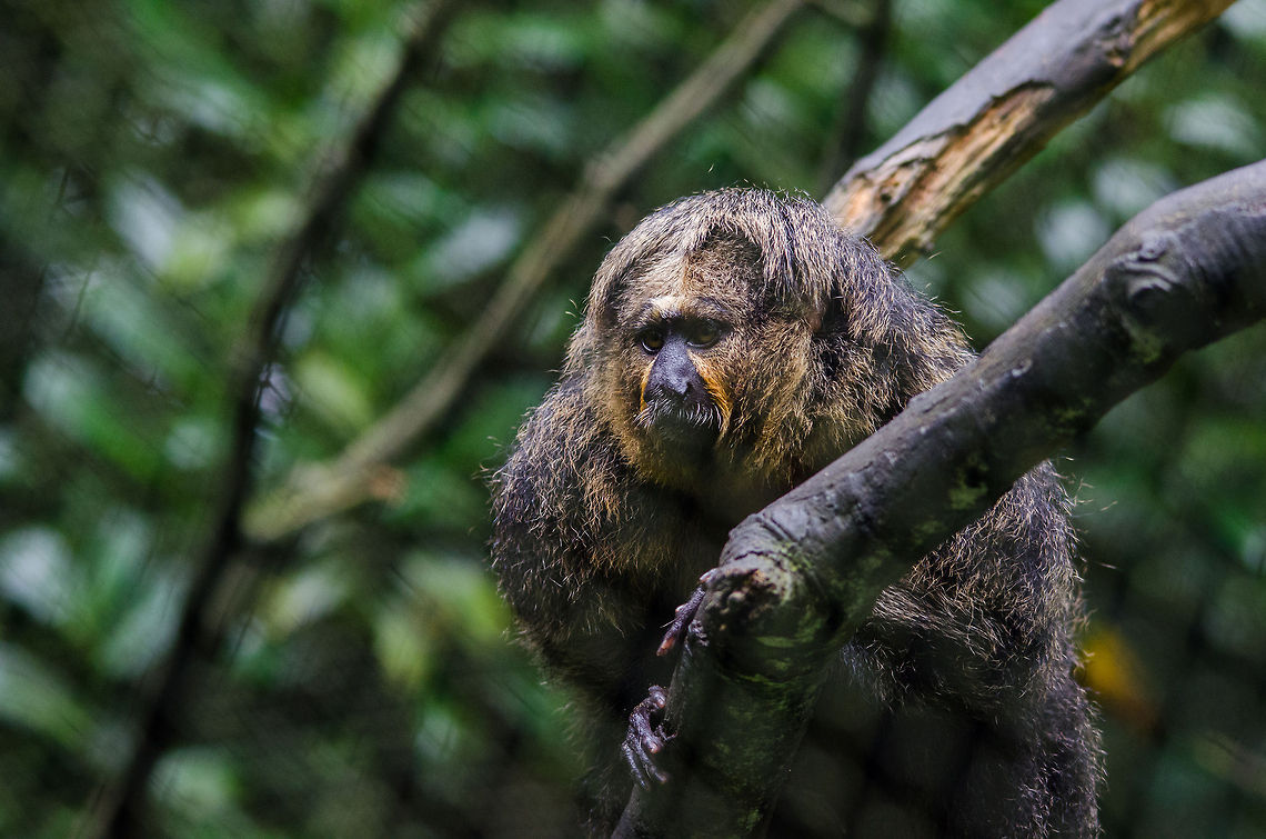 White-faced Saki (female) - Epe Zoo The female can be recognized by the 2 white/yellow stripes on the face, whereas the male have manes all around their face, much like an excessive beard. Epe,Europe,Geotagged,Netherlands,Pithecia pithecia,The Netherlands,White-faced saki,Wissel