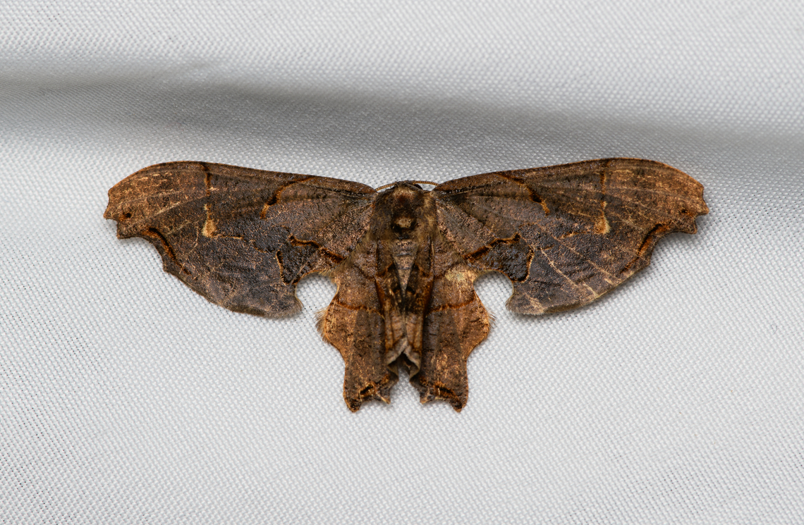 Calledapteryx dryopterata, Santa Marta, Colombia  Brown Scoopwing,Calledapteryx dryopterata,Colombia,Colombia 2024,Fall,Geotagged,Santa Marta,Sierra Nevada de Santa Marta,South America,World