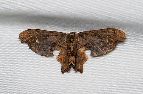 Calledapteryx dryopterata, Santa Marta, Colombia  Brown Scoopwing,Calledapteryx dryopterata,Colombia,Colombia 2024,Fall,Geotagged,Santa Marta,Sierra Nevada de Santa Marta,South America,World