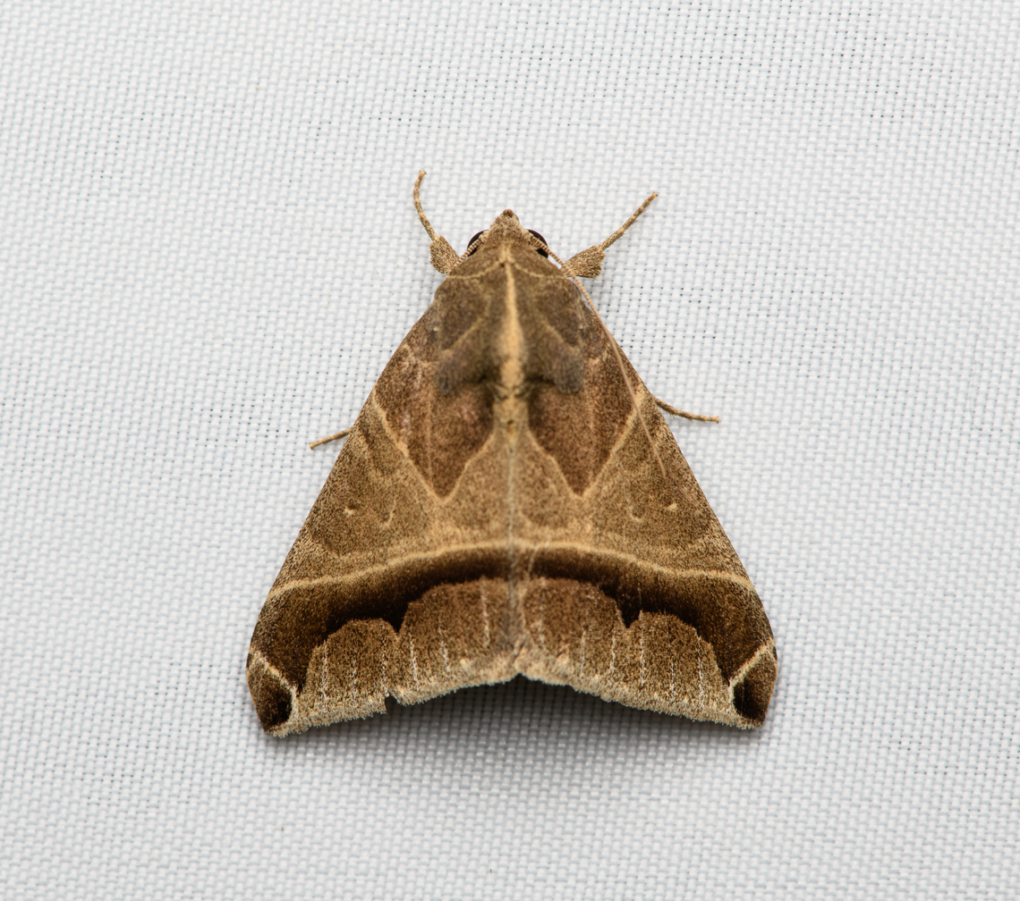 Neophisma sinuata, Santa Marta, Colombia  Colombia,Colombia 2024,Fall,Geotagged,Neophisma sinuata,Santa Marta,Sierra Nevada de Santa Marta,South America,World