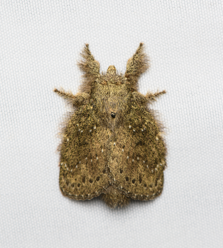 Euglyphis melancholica, Santa Marta, Colombia  Colombia,Colombia 2024,Euglyphis melancholica,Fall,Geotagged,Santa Marta,Sierra Nevada de Santa Marta,South America,World