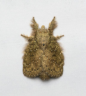 Euglyphis melancholica, Santa Marta, Colombia  Colombia,Colombia 2024,Euglyphis melancholica,Fall,Geotagged,Santa Marta,Sierra Nevada de Santa Marta,South America,World