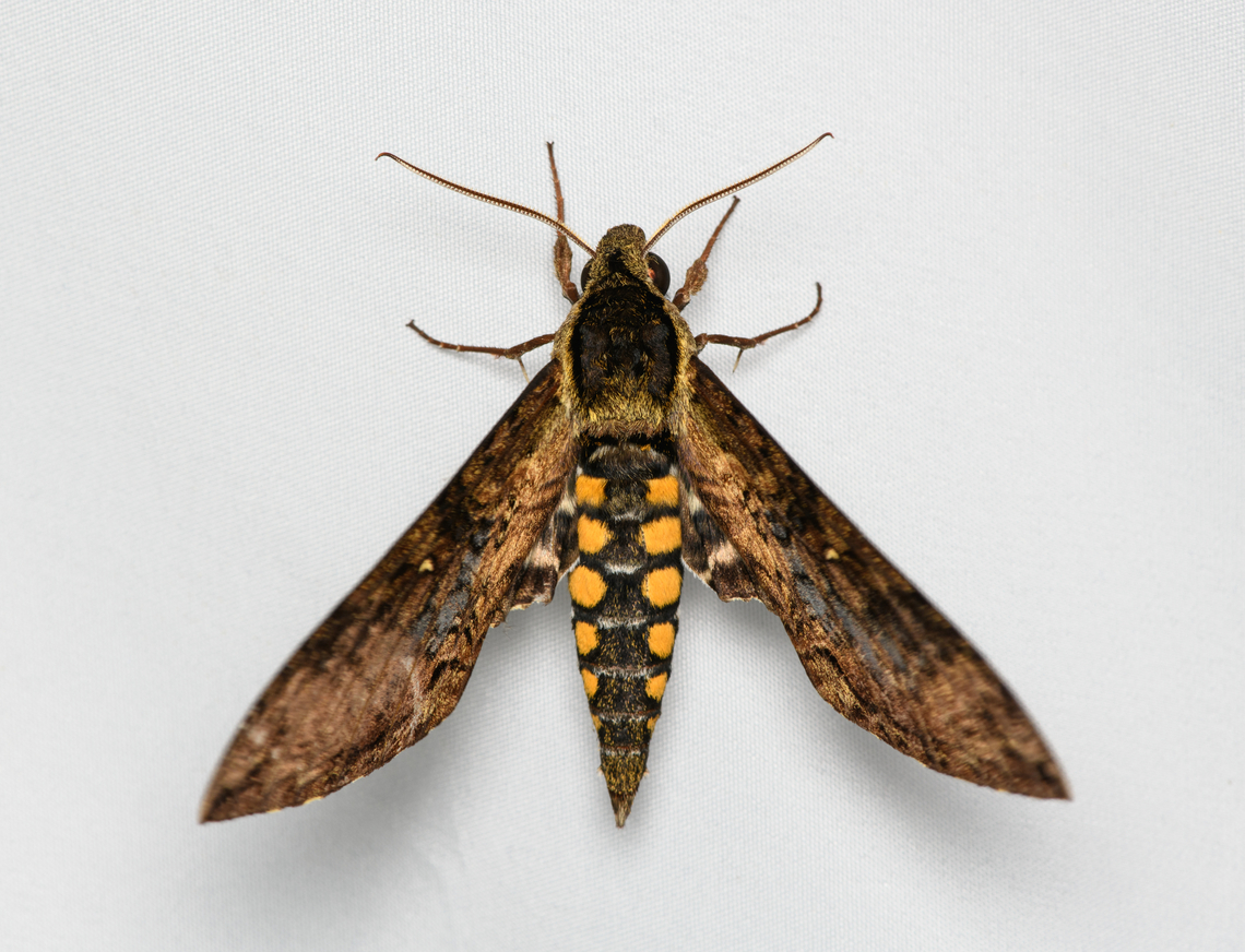 Manduca pellenia, Santa Marta, Colombia  Colombia,Colombia 2024,Fall,Geotagged,Manduca pellenia,Santa Marta,Sierra Nevada de Santa Marta,South America,World