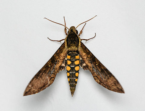 Manduca pellenia, Santa Marta, Colombia  Colombia,Colombia 2024,Fall,Geotagged,Manduca pellenia,Santa Marta,Sierra Nevada de Santa Marta,South America,World