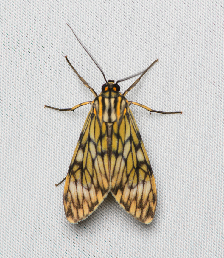 Theages flavicaput, Santa Marta, Colombia  Colombia,Colombia 2024,Eucereon flavicaput,Fall,Geotagged,Santa Marta,Sierra Nevada de Santa Marta,South America,World