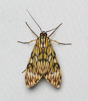 Theages flavicaput, Santa Marta, Colombia  Colombia,Colombia 2024,Eucereon flavicaput,Fall,Geotagged,Santa Marta,Sierra Nevada de Santa Marta,South America,World