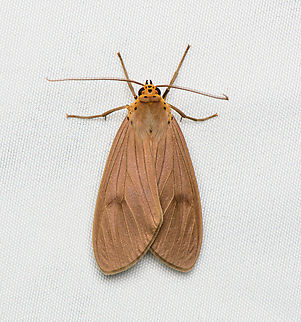 Pelochyta cinerea, Santa Marta, Colombia  Colombia,Colombia 2024,Fall,Geotagged,Pelochyta cinerea,Santa Marta,Sierra Nevada de Santa Marta,South America,World