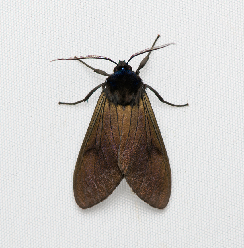 Tiger Moth #2, Santa Marta, Colombia  Colombia,Colombia 2024,Fall,Geotagged,Santa Marta,Sierra Nevada de Santa Marta,South America,World