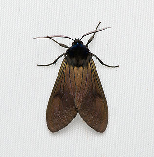 Tiger Moth #2, Santa Marta, Colombia  Colombia,Colombia 2024,Fall,Geotagged,Santa Marta,Sierra Nevada de Santa Marta,South America,World