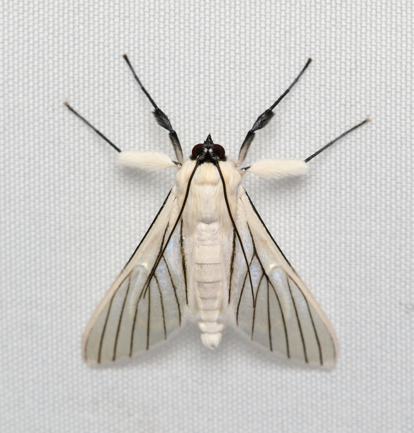 Polygrammodes quatrilis, Santa Marta, Colombia  Colombia,Colombia 2024,Fall,Geotagged,Polygrammodes quatrilis,Santa Marta,Sierra Nevada de Santa Marta,South America,World