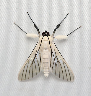 Polygrammodes quatrilis, Santa Marta, Colombia  Colombia,Colombia 2024,Fall,Geotagged,Polygrammodes quatrilis,Santa Marta,Sierra Nevada de Santa Marta,South America,World