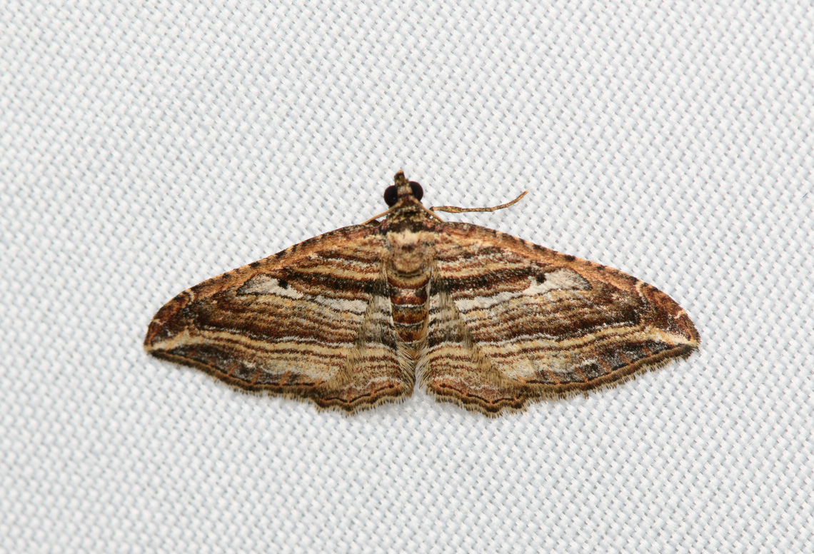 Orthonama effluata, Santa Marta, Colombia  Colombia,Colombia 2024,Fall,Geotagged,Orthonama effluata,Santa Marta,Sierra Nevada de Santa Marta,South America,World