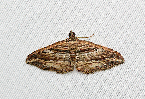 Orthonama effluata, Santa Marta, Colombia  Colombia,Colombia 2024,Fall,Geotagged,Orthonama effluata,Santa Marta,Sierra Nevada de Santa Marta,South America,World