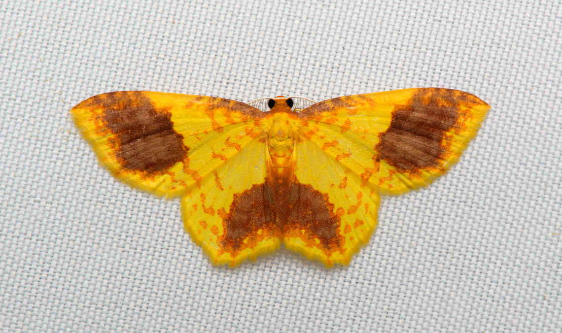 Eois sp., Santa Marta, Colombia  Colombia,Colombia 2024,Fall,Geotagged,Santa Marta,Sierra Nevada de Santa Marta,South America,World