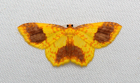 Eois sp., Santa Marta, Colombia  Colombia,Colombia 2024,Fall,Geotagged,Santa Marta,Sierra Nevada de Santa Marta,South America,World