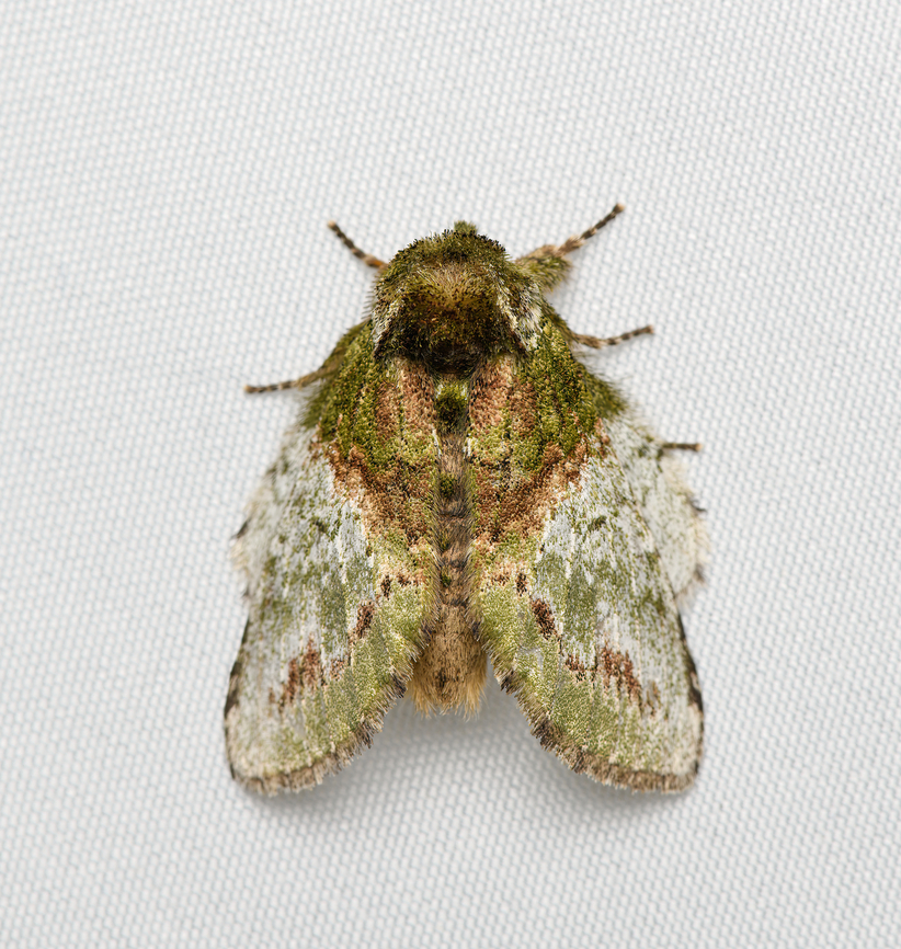 Prominent moth, Santa Marta, Colombia  Colombia,Colombia 2024,Fall,Geotagged,Santa Marta,Sierra Nevada de Santa Marta,South America,World