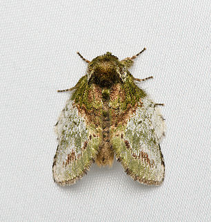 Prominent moth, Santa Marta, Colombia  Colombia,Colombia 2024,Fall,Geotagged,Santa Marta,Sierra Nevada de Santa Marta,South America,World