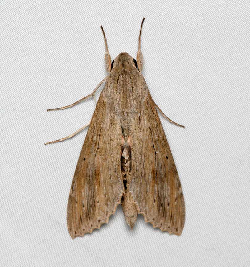 Ello Sphinx, Santa Marta, Colombia  Colombia,Colombia 2024,Ello sphinx,Erinnyis ello,Fall,Geotagged,Santa Marta,Sierra Nevada de Santa Marta,South America,World