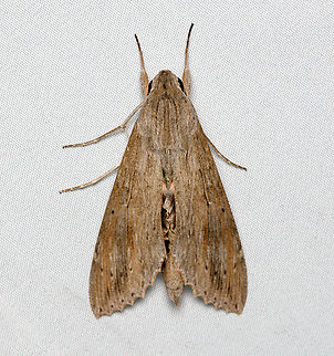 Ello Sphinx, Santa Marta, Colombia  Colombia,Colombia 2024,Ello sphinx,Erinnyis ello,Fall,Geotagged,Santa Marta,Sierra Nevada de Santa Marta,South America,World