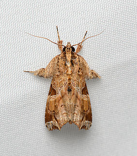 Callopistria floridensis, Santa Marta, Colombia  Callopistria floridensis,Colombia,Colombia 2024,Fall,Geotagged,Santa Marta,Sierra Nevada de Santa Marta,South America,World