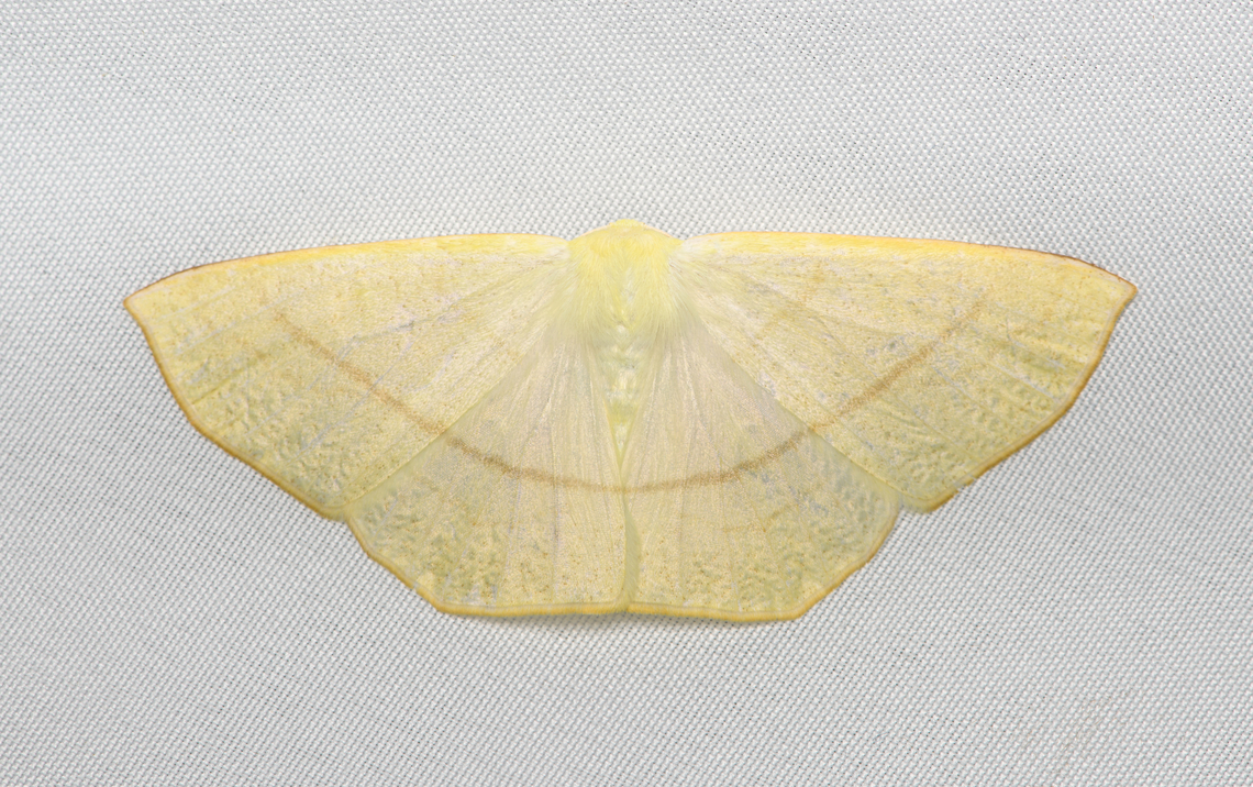 Geometridae #2, Santa Marta, Colombia  Colombia,Colombia 2024,Fall,Geotagged,Santa Marta,Sierra Nevada de Santa Marta,South America,World