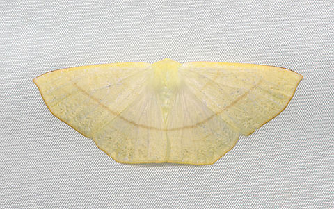 Geometridae #2, Santa Marta, Colombia  Colombia,Colombia 2024,Fall,Geotagged,Santa Marta,Sierra Nevada de Santa Marta,South America,World