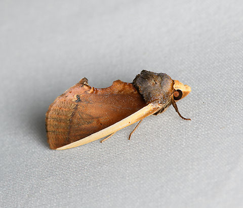 Gonodonta pyrgo, Santa Marta, Colombia https://www.jungledragon.com/image/165182/gonodonta_pyrgo_santa_marta_colombia.html Colombia,Colombia 2024,Fall,Geotagged,Gonodonta pyrgo,Santa Marta,Sierra Nevada de Santa Marta,South America,World