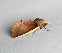 Gonodonta pyrgo, Santa Marta, Colombia https://www.jungledragon.com/image/165182/gonodonta_pyrgo_santa_marta_colombia.html Colombia,Colombia 2024,Fall,Geotagged,Gonodonta pyrgo,Santa Marta,Sierra Nevada de Santa Marta,South America,World