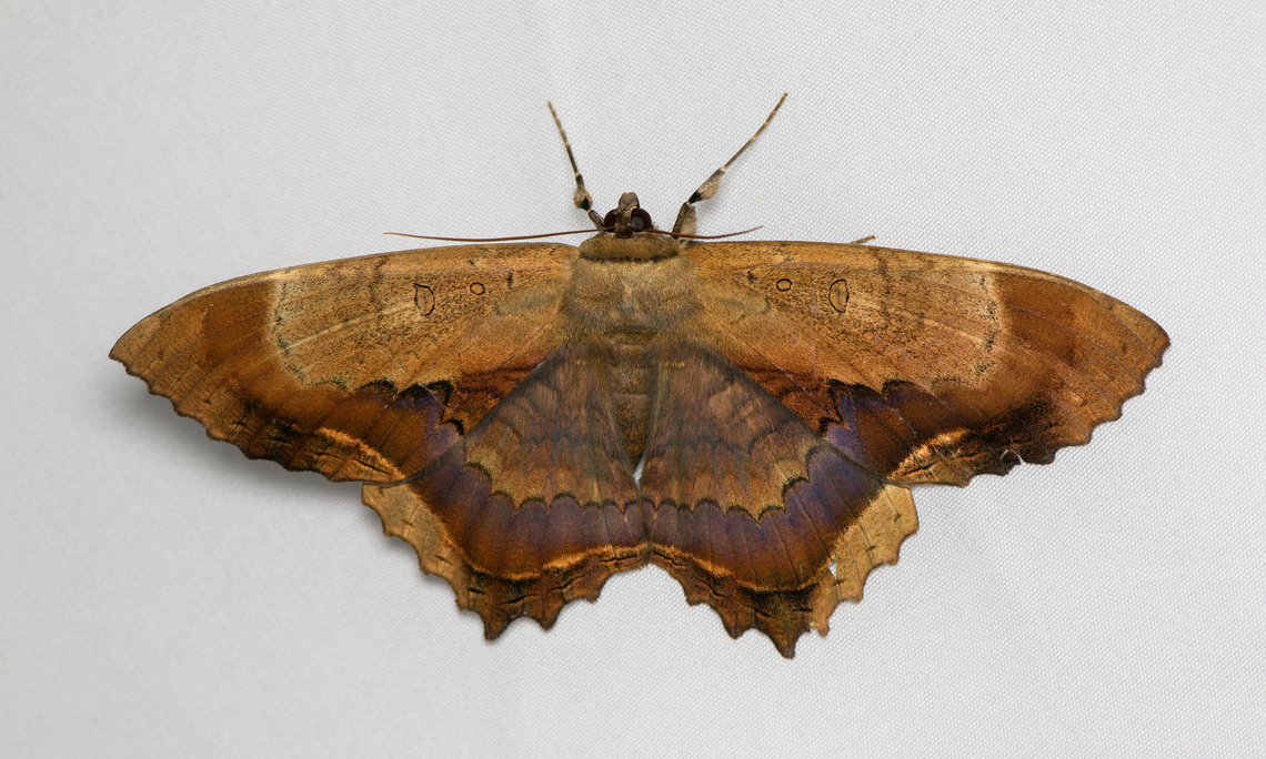 Feigeria maculicollis, Santa Marta, Colombia Size: huge. Colombia,Colombia 2024,Fall,Feigeria maculicollis,Geotagged,Santa Marta,Sierra Nevada de Santa Marta,South America,World