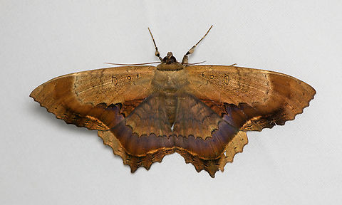 Feigeria maculicollis, Santa Marta, Colombia Size: huge. Colombia,Colombia 2024,Fall,Feigeria maculicollis,Geotagged,Santa Marta,Sierra Nevada de Santa Marta,South America,World