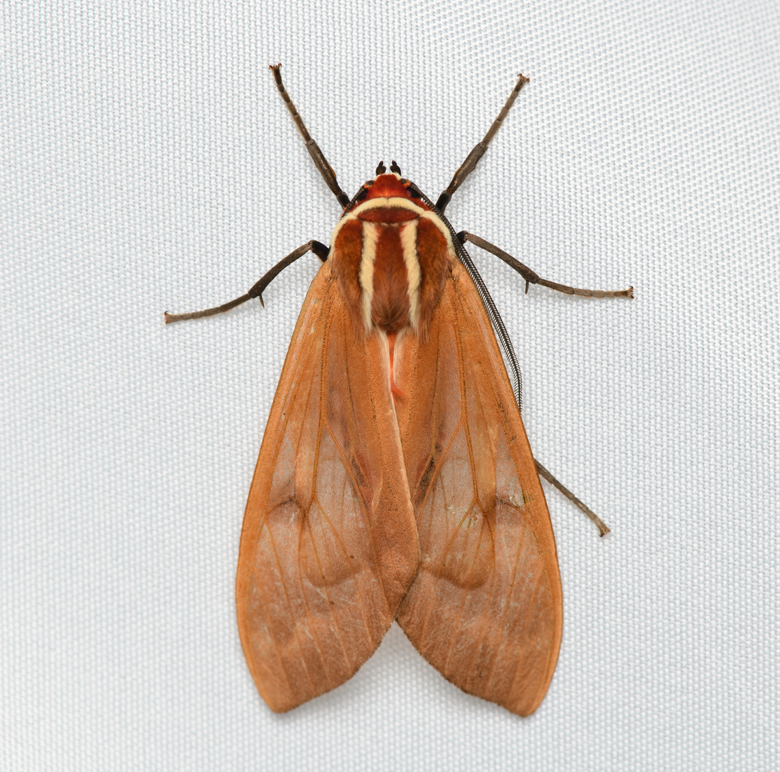 Amastus persimilis, Santa Marta, Colombia  Amastus persimilis,Colombia,Colombia 2024,Fall,Geotagged,Santa Marta,Sierra Nevada de Santa Marta,South America,World