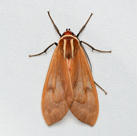 Amastus persimilis, Santa Marta, Colombia  Amastus persimilis,Colombia,Colombia 2024,Fall,Geotagged,Santa Marta,Sierra Nevada de Santa Marta,South America,World