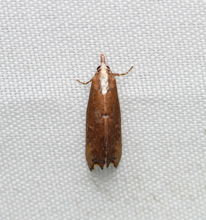 Small moth, Santa Marta, Colombia  Colombia,Colombia 2024,Fall,Geotagged,Santa Marta,Sierra Nevada de Santa Marta,South America,World