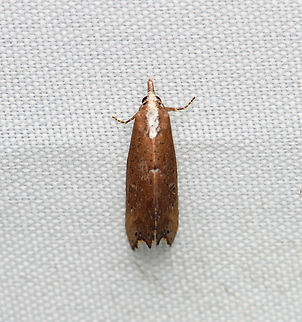 Small moth, Santa Marta, Colombia  Colombia,Colombia 2024,Fall,Geotagged,Santa Marta,Sierra Nevada de Santa Marta,South America,World