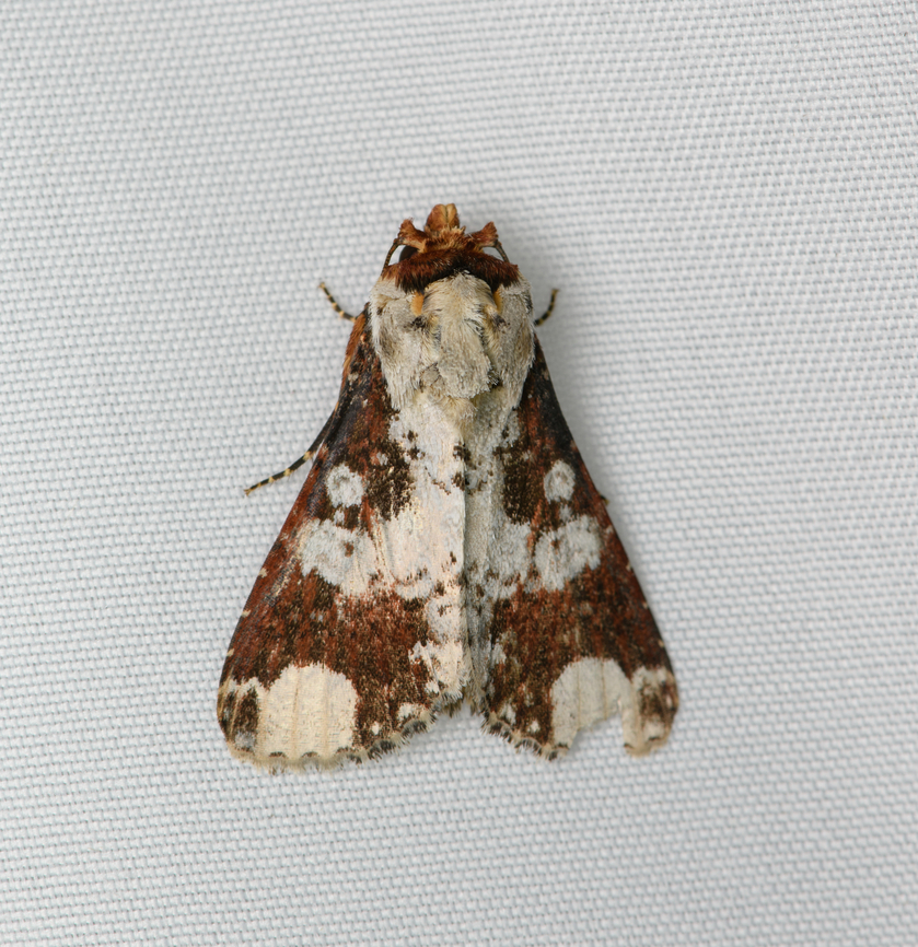 Condica mimica, Santa Marta, Colombia  Colombia,Colombia 2024,Condica mimica,Fall,Geotagged,Santa Marta,Sierra Nevada de Santa Marta,South America,World