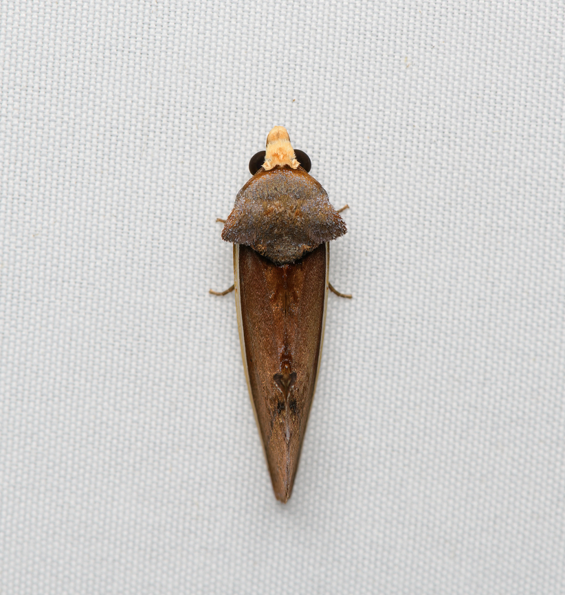 Gonodonta pyrgo, Santa Marta, Colombia <figure class="photo"><a href="https://www.jungledragon.com/image/165177/gonodonta_pyrgo_santa_marta_colombia.html" title="Gonodonta pyrgo, Santa Marta, Colombia"><img src="https://s3.amazonaws.com/media.jungledragon.com/images/2/165177_thumb.jpg?AWSAccessKeyId=05GMT0V3GWVNE7GGM1R2&Expires=1759968010&Signature=VpZZXkGXXW9ikrA0eF0JorNDIjU%3D" width="200" height="172" alt="Gonodonta pyrgo, Santa Marta, Colombia https://www.jungledragon.com/image/165182/gonodonta_pyrgo_santa_marta_colombia.html Colombia,Colombia 2024,Fall,Geotagged,Gonodonta pyrgo,Santa Marta,Sierra Nevada de Santa Marta,South America,World" /></a></figure> Colombia,Colombia 2024,Fall,Geotagged,Gonodonta pyrgo,Santa Marta,Sierra Nevada de Santa Marta,South America,World