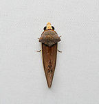 Gonodonta pyrgo, Santa Marta, Colombia https://www.jungledragon.com/image/165177/gonodonta_pyrgo_santa_marta_colombia.html Colombia,Colombia 2024,Fall,Geotagged,Gonodonta pyrgo,Santa Marta,Sierra Nevada de Santa Marta,South America,World