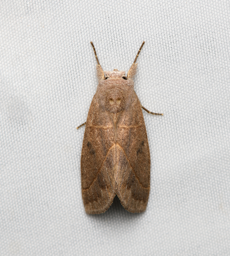 Cutworm Moth #2, Santa Marta, Colombia  Colombia,Colombia 2024,Fall,Geotagged,Santa Marta,Sierra Nevada de Santa Marta,South America,World
