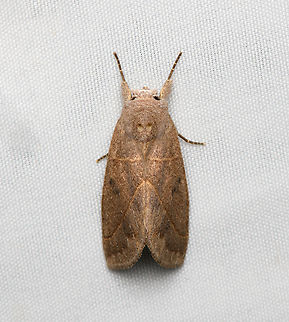 Cutworm Moth #2, Santa Marta, Colombia  Colombia,Colombia 2024,Fall,Geotagged,Santa Marta,Sierra Nevada de Santa Marta,South America,World
