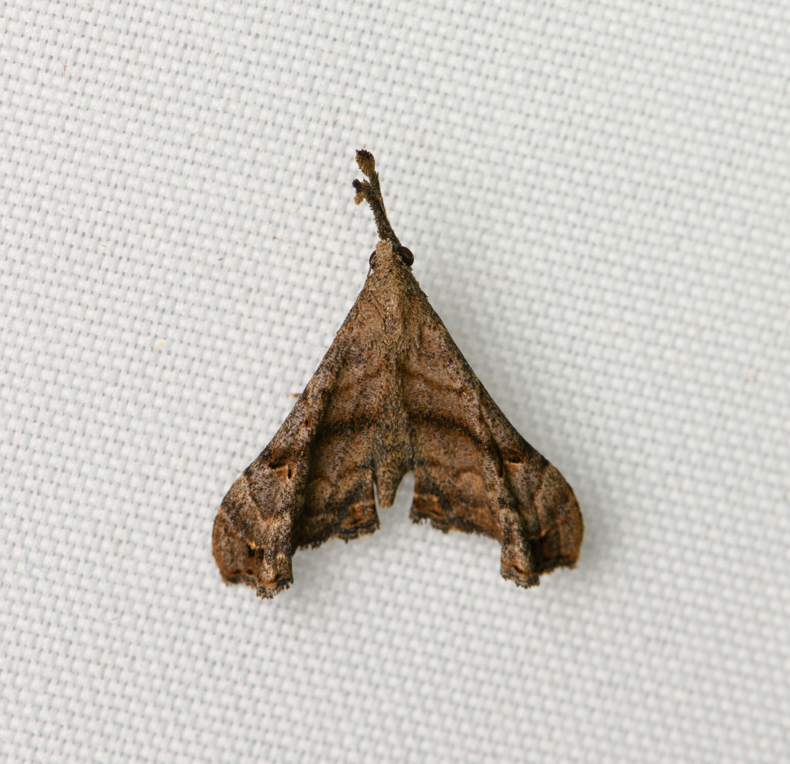 Palthis sp., Santa Marta, Colombia  Colombia,Colombia 2024,Fall,Geotagged,Santa Marta,Sierra Nevada de Santa Marta,South America,World