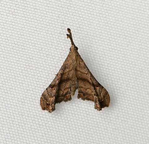 Palthis sp., Santa Marta, Colombia  Colombia,Colombia 2024,Fall,Geotagged,Santa Marta,Sierra Nevada de Santa Marta,South America,World