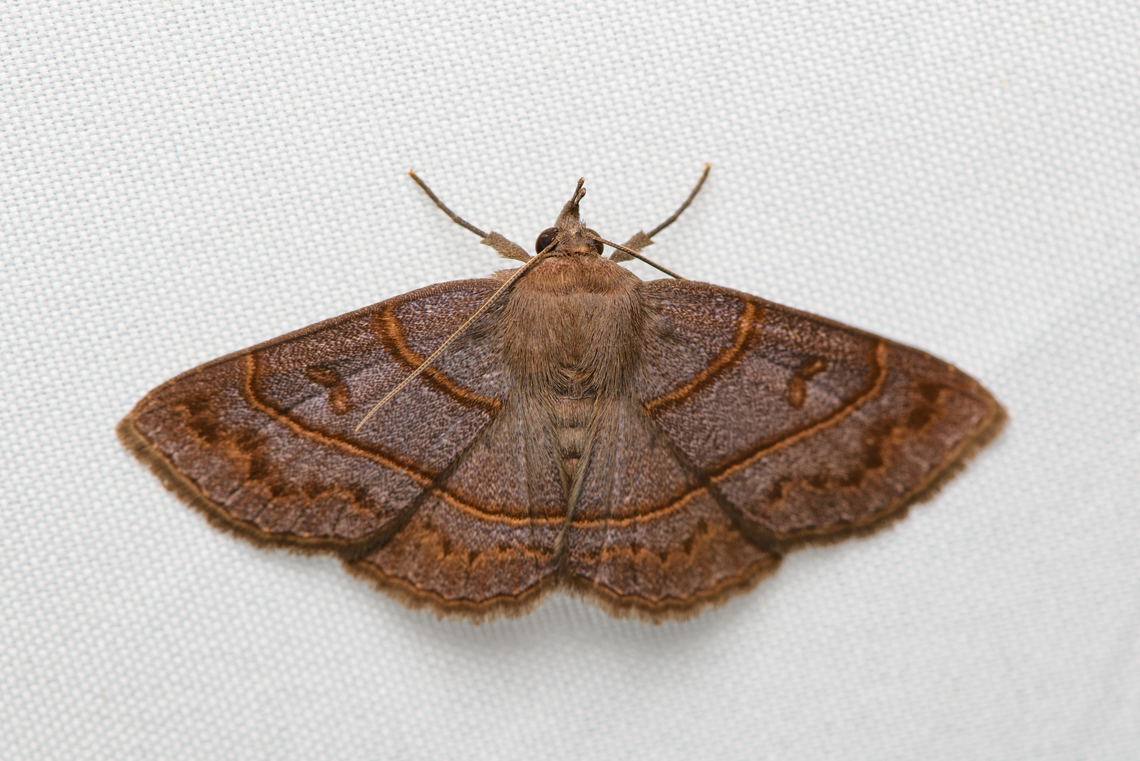 Antiblemma pira, Santa Marta, Colombia  Antiblemma pira,Colombia,Colombia 2024,Fall,Geotagged,Santa Marta,Sierra Nevada de Santa Marta,South America,World