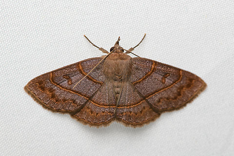 Antiblemma pira, Santa Marta, Colombia  Antiblemma pira,Colombia,Colombia 2024,Fall,Geotagged,Santa Marta,Sierra Nevada de Santa Marta,South America,World