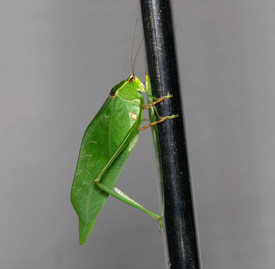 Stilpnochlora thoracica, Santa Marta, Colombia  Colombia,Colombia 2024,Fall,Geotagged,Santa Marta,Sierra Nevada de Santa Marta,South America,Stilpnochlora thoracica,World