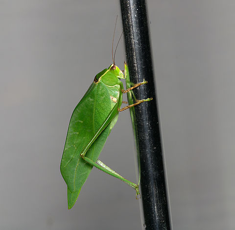 Stilpnochlora thoracica, Santa Marta, Colombia  Colombia,Colombia 2024,Fall,Geotagged,Santa Marta,Sierra Nevada de Santa Marta,South America,Stilpnochlora thoracica,World
