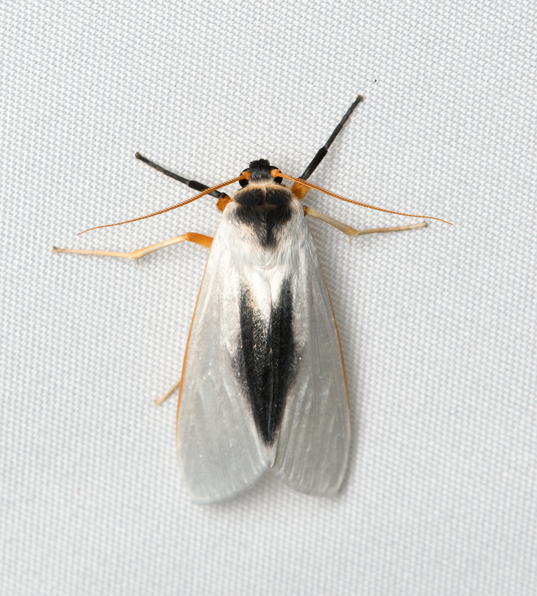 Agylla argentifera, Santa Marta, Colombia  Agylla argentifera,Colombia,Colombia 2024,Fall,Geotagged,Santa Marta,Sierra Nevada de Santa Marta,South America,World
