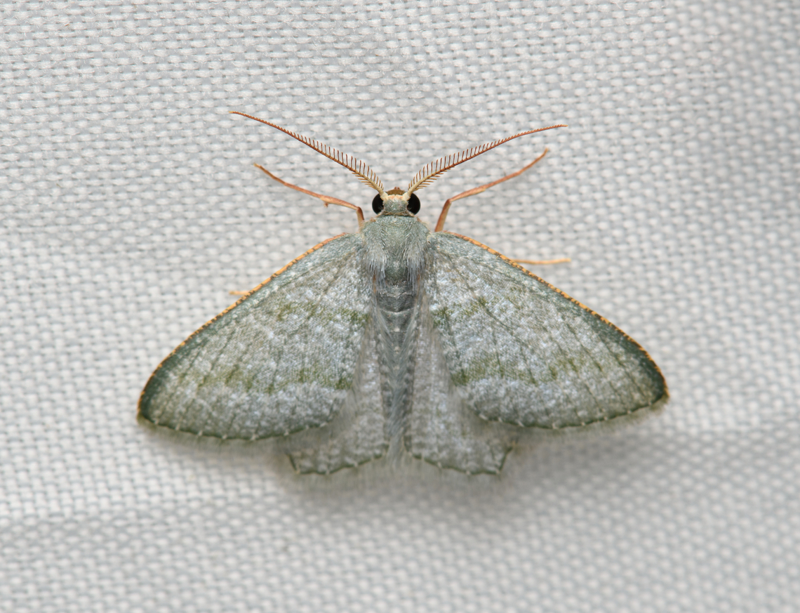 Chloropteryx opalaria, Santa Marta, Colombia  Chloropteryx opalaria,Colombia,Colombia 2024,Fall,Geotagged,Mottled Opal,Santa Marta,Sierra Nevada de Santa Marta,South America,World