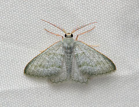 Chloropteryx opalaria, Santa Marta, Colombia  Chloropteryx opalaria,Colombia,Colombia 2024,Fall,Geotagged,Mottled Opal,Santa Marta,Sierra Nevada de Santa Marta,South America,World