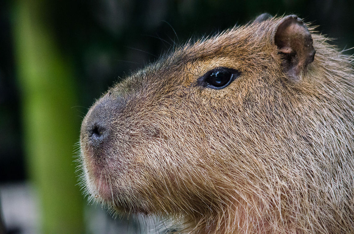 Capybara closeup, Epe Zoo The largest rodent in the world. This one is taken in a dutch zoo, yet I am fortunate to have seen them in the wild in the Pantanal, Brazil. Capybara,Epe,Europe,Geotagged,Hydrochoerus hydrochaeris,Netherlands,The Netherlands,Wissel
