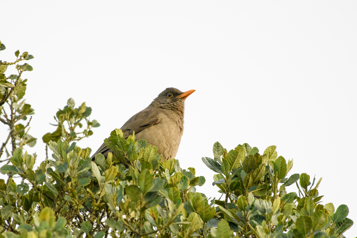 Great Thrush, Santa Marta, Colombia  Colombia,Colombia 2024,Fall,Geotagged,Great Thrush,Santa Marta,Sierra Nevada de Santa Marta,South America,Turdus fuscater,World